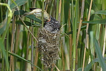 Common Cuckoo (Cuculus canorus) chick being fed by Eurasian Reed-Warbler (Acrocephalus scirpaceus), Saxony-Anhalt, Germany
