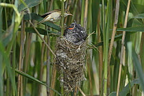 Common Cuckoo (Cuculus canorus) chick being fed by Eurasian Reed-Warbler (Acrocephalus scirpaceus), Saxony-Anhalt, Germany