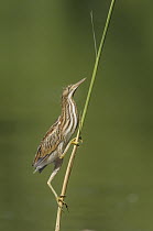 Little Bittern (Ixobrychus minutus) juvenile, Austria