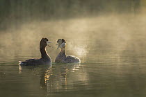 Red-necked Grebe (Podiceps grisegena) pair courting, British Columbia, Canada