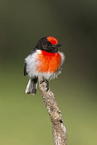 Red-capped Robin (Petroica goodenovii) male, New South Wales, Australia
