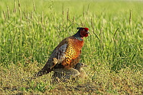 Ring-necked Pheasant (Phasianus colchicus) pair mating, Lombardy, Italy