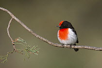 Red-capped Robin (Petroica goodenovii) male, New South Wales, Australia