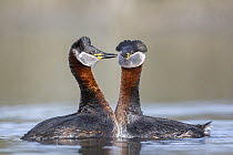 Red-necked Grebe (Podiceps grisegena) pair courting, Saxony-Anhalt, Germany