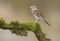 Chipping Sparrow (Spizella passerina), Oregon