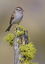 Chipping Sparrow (Spizella passerina), Oregon