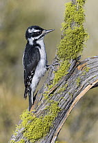 Hairy Woodpecker (Picoides villosus) female, Oregon