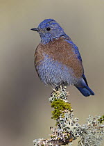Western Bluebird (Sialia mexicana) male, Oregon