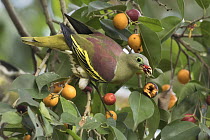 Thick-billed Green-Pigeon (Treron curvirostra) male feeding on fruit, Darjeeling, India