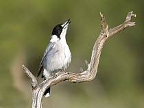 Grey Butcherbird (Cracticus torquatus) calling, New South Wales, Australia