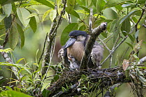 Boat-billed Heron (Cochlearius cochlearius) on nest with two week old chick, Costa Rica