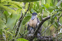 Boat-billed Heron (Cochlearius cochlearius) on nest with two week old chicks, Costa Rica
