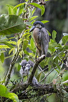 Boat-billed Heron (Cochlearius cochlearius) at nest with two week old chicks, Costa Rica
