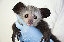 Aye-aye (Daubentonia madagascariensis) three month old baby, Duke Lemur Center, North Carolina