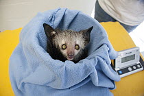 Aye-aye (Daubentonia madagascariensis) three month old baby on scale, Duke Lemur Center, North Carolina