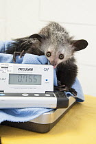 Aye-aye (Daubentonia madagascariensis) three month old baby on scale, Duke Lemur Center, North Carolina