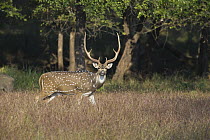 Chital (Axis axis) buck, Satpura National Park, India