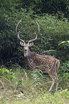 Chital (Axis axis) buck, Bandhavgarh National Park, India