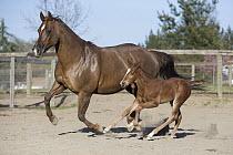 Domestic Horse (Equus caballus) mother and foal running, Sonoma County, California