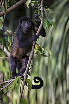 Mantled Howler Monkey (Alouatta palliata), Osa Peninsula, Costa Rica