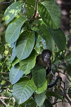 Mantled Howler Monkey (Alouatta palliata), Osa Peninsula, Costa Rica