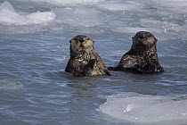 Sea Otter (Enhydra lutris) pair in icy water, Prince William Sound, Alaska
