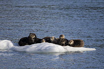 Sea Otter (Enhydra lutris) group on ice floe, Prince William Sound, Alaska