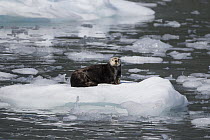 Sea Otter (Enhydra lutris) on ice, Prince William Sound, Alaska