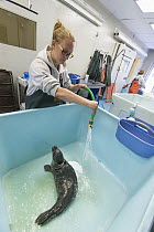 Harbor Seal (Phoca vitulina) orphaned pup and caretaker, Alaska SeaLife Center, Alaska