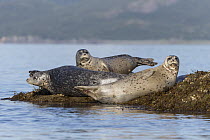 Harbor Seal (Phoca vitulina) group, Katmai National Park, Alaska