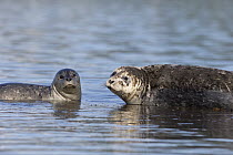 Harbor Seal (Phoca vitulina) mother and pup, Katmai National Park, Alaska
