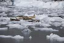 Harbor Seal (Phoca vitulina) group on ice floes, Prince William Sound, Alaska