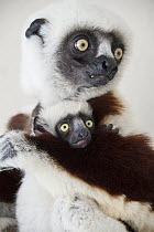 Coquerel's Sifaka (Propithecus coquereli) mother and young, Duke Lemur Center, North Carolina
