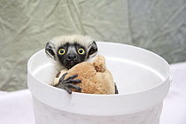 Coquerel's Sifaka (Propithecus coquereli) young clinging to toy while being weighed, Duke Lemur Center, North Carolina