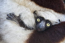 Coquerel's Sifaka (Propithecus coquereli) young, Duke Lemur Center, North Carolina