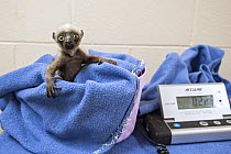 Coquerel's Sifaka (Propithecus coquereli) newborn on scale, Duke Lemur Center, North Carolina