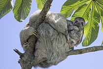 Brown-throated Three-toed Sloth (Bradypus variegatus) mother and baby, Costa Rica