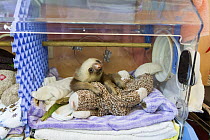 Hoffmann's Two-toed Sloth (Choloepus hoffmanni) orphaned baby in incubator, Aviarios Sloth Sanctuary, Costa Rica