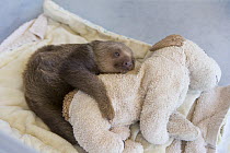 Hoffmann's Two-toed Sloth (Choloepus hoffmanni) orphaned baby clinging to stuffed animal, Aviarios Sloth Sanctuary, Costa Rica