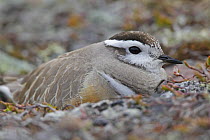 Eurasian Dotterel (Charadrius morinellus) male, Varanger Peninsula, Norway