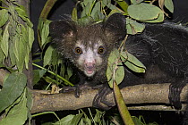 Aye-aye (Daubentonia madagascariensis), Duke Lemur Center, North Carolina