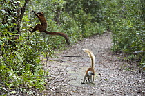 Black Lemur (Lemur macaco) female with leaping Black Lemur (Lemur macaco) and Common Brown Lemur (Eulemur fulvus) hybrid, Madagascar