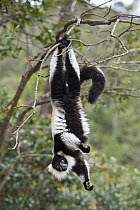 Black And White Ruffed Lemur (Varecia variegata variegata) hanging, Madagascar