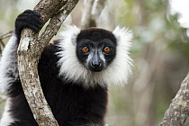 Black And White Ruffed Lemur (Varecia variegata variegata), Madagascar