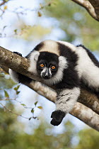 Black And White Ruffed Lemur (Varecia variegata variegata), Madagascar