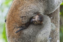 Crowned Lemur (Eulemur coronatus) mother with young, Madagascar