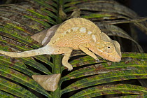 Panther Chameleon (Chamaeleo pardalis) young, Madagascar