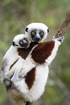 Coquerel's Sifaka (Propithecus coquereli) mother with three month old young, Madagascar