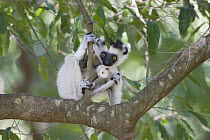 Verreaux's Sifaka (Propithecus verreauxi) young playing with tail, Berenty Private Reserve, Madagascar