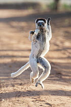 Verreaux's Sifaka (Propithecus verreauxi) leaping, Berenty Private Reserve, Madagascar